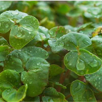 Buckwheat Microgreens: A Healthy Way to Add Protein to Your Salads