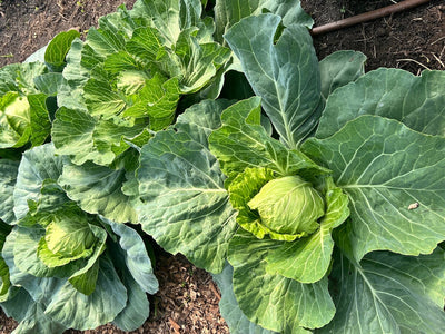 The Simple Facts Beginners Need for Growing Cabbage From Seed