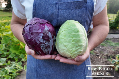 Grow Perfect Cabbage at Home: Step-by-Step Guide from Seed to Harvest