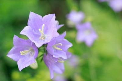 Why Growing Tussock Bellflower (Campanula) from Seed is Easier Than You Think