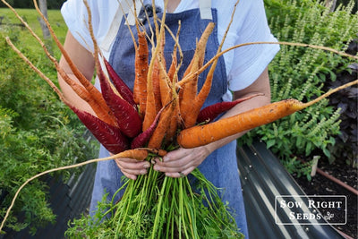 How to Grow Carrots: Your seed starting and growing success guide