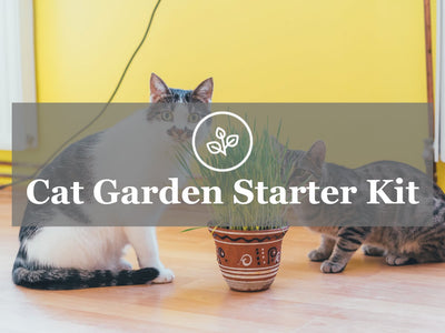 Catnip and Cat Grass Growing for the Cat Lover - Heirloom Cat Garden Kit