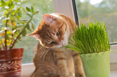 Satisfy Your Cat's Cravings - How to Grow Cat Grass Indoors