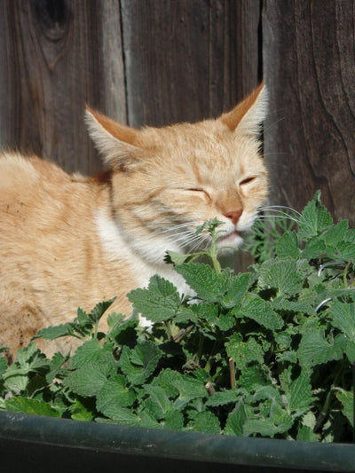 The Purrfect Herb for Cats - How to Grow Catnip