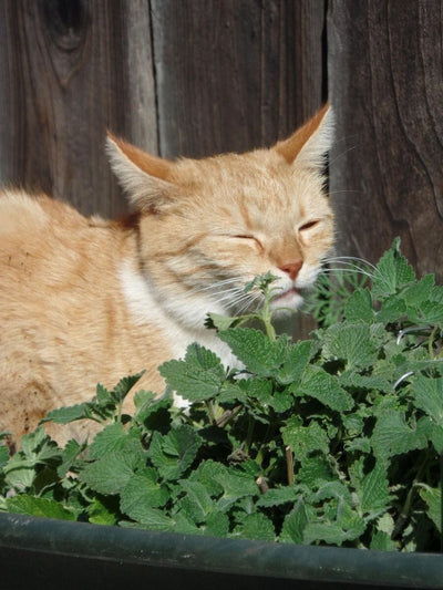 The Purrfect Herb for Cats - How to Grow Catnip From Seed