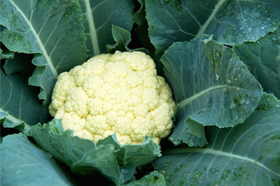 The Backyard Gardener's Guide to Growing Cauliflower