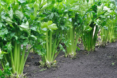 How to Grow Celery so Delicious it Deserves its Own Victorian Vase