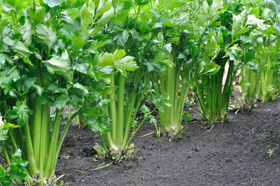 How to Grow Celery from Seed for Sweeter, Crunchier Stalks