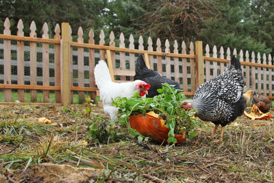 Growing a Garden with Chickens in Mind: 3 Helpful Tips