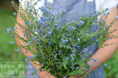 How to Grow Chinese Forget-Me-Nots from Seed to Blue Bouquet