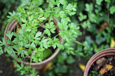 4 Tips for Growing Cilantro from Seed to Maximize Your Harvest