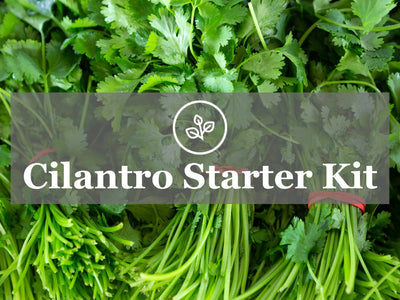 Cilantro Starter Kit Guide