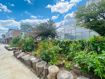 Community Gardens: How they benefit the community and how to join in
