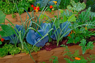 Companion Planting: Which Plants Make the Best Neighbors?