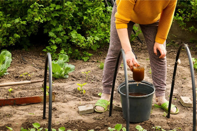 What Is Compost Tea? Why You May Want This Home Brew Recipe