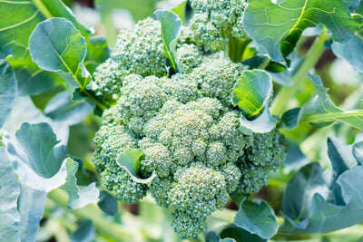 How to Grow Broccoli: 4 Tips You Need to Know For the Best Home-Grown Broccoli