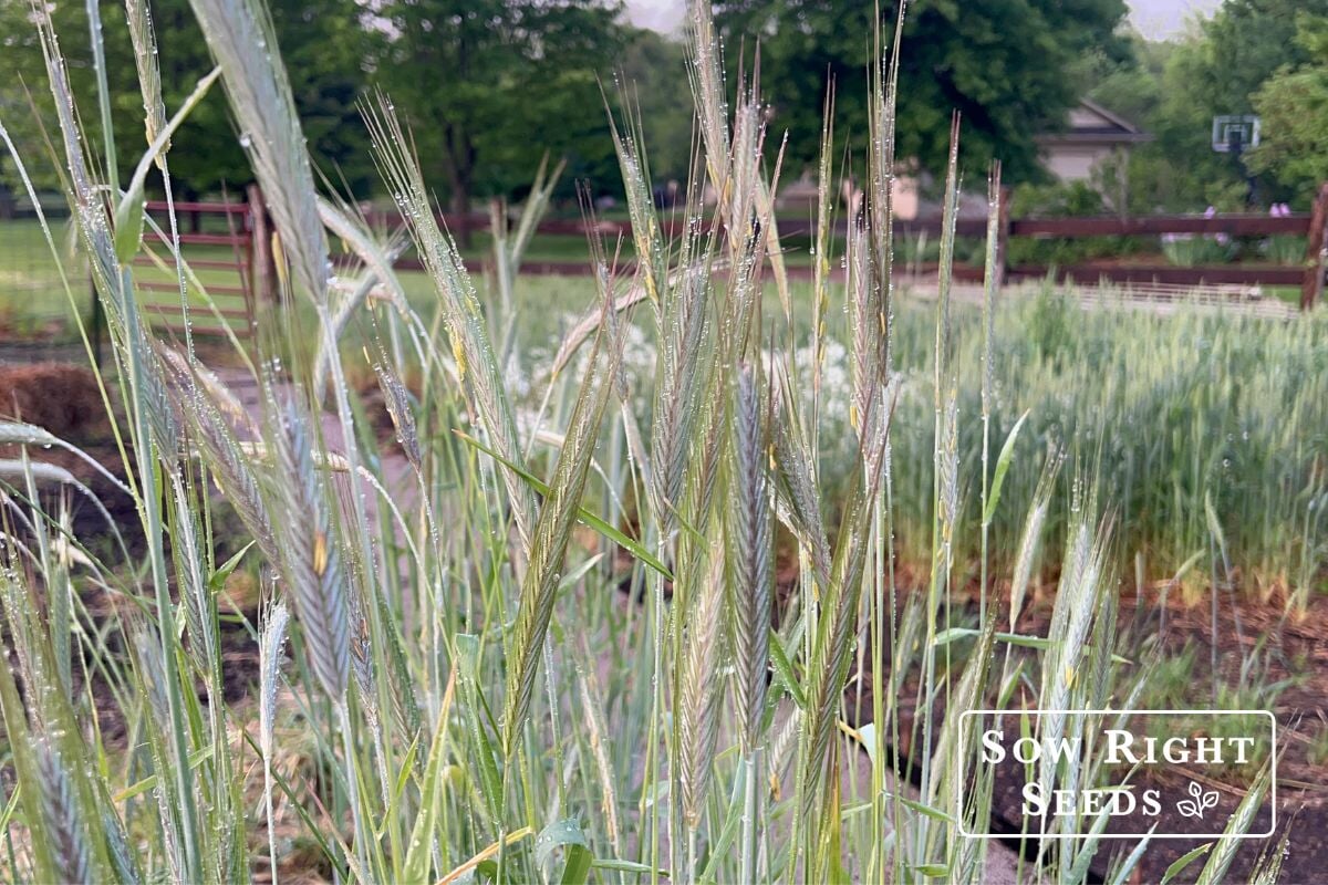 Winter Rye Colorado 7 Benefits of Growing Winter Rye Cover Crop You Need to Know – Sow ...