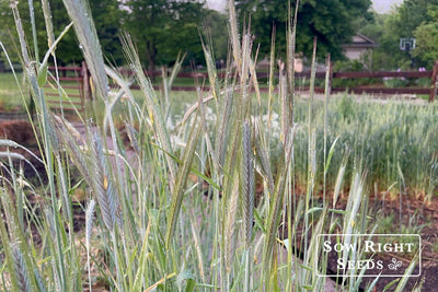 7 Reasons Why You Should Grow Winter Rye as a Cover Crop