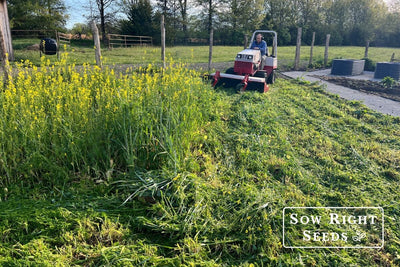 What's a Cover Crop? The Benefits You Need in Your Vegetable Garden