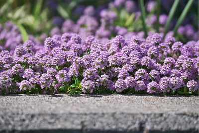 How to Grow Creeping Thyme: A Fragrant Herb & Lawn Alternative