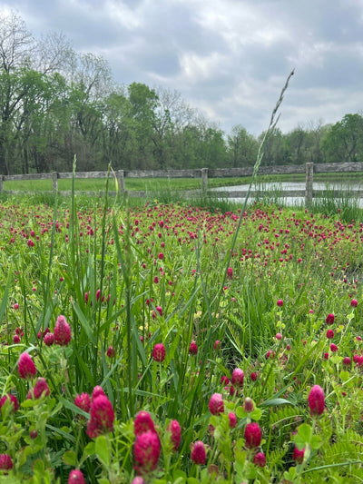The Beautiful Benefits of Using Crimson Clover as a Cover Crop