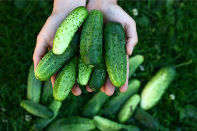 How to Grow Cucumbers: Plus The Crucial Piece You Can't Overlook