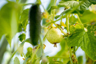Unique & Delicious Heirloom Cucumber Varieties for your Home Garden