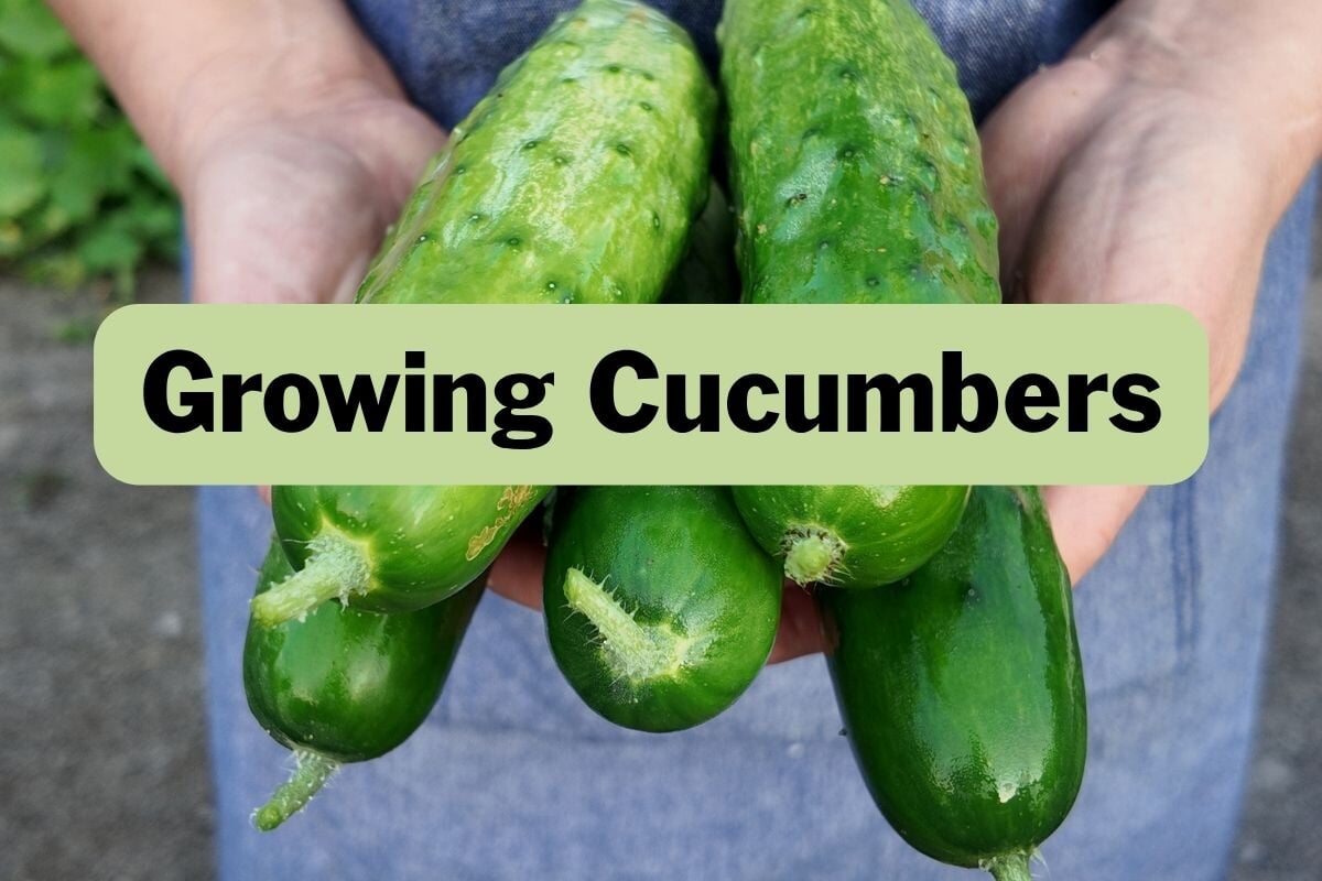 strawberry seeds for planting 110 seeds| Red Strawberry Seeds  Delicious Fruit, Easy to Grow, Peren   PEMDASGARDEN