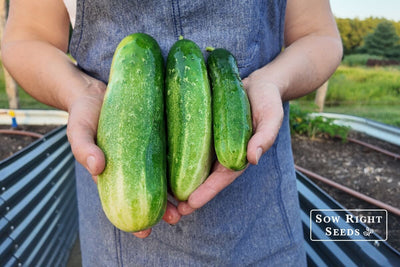 How Can You Tell Cucumbers Are Ripe? Use these tips for the best harvest