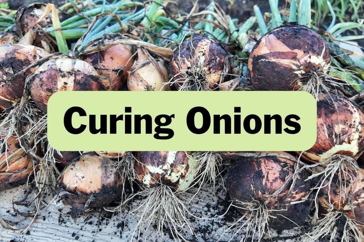 How to Cure Onions for Storage: A Simple Step-by-Step Guide – Sow Right ...