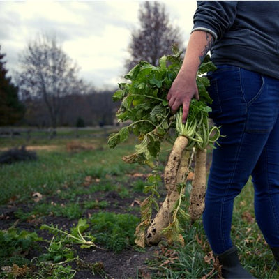 Breaking Up Is Easy to Do with Daikon Driller as a Cover Crop