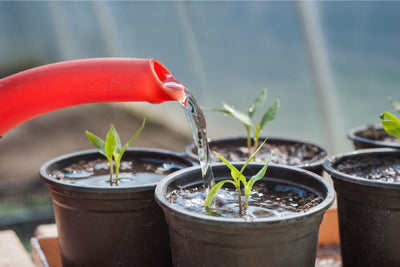 Don't Drown Your Plants! Crucial Tips to Prevent Damping Off