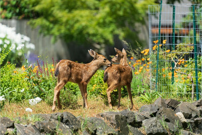 Top 20 Deer Resistant Perennial Flowers to Keep Your Garden Beautiful and Safe