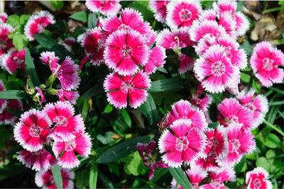 How to Plant and Grow Dianthus Flowers from Seed