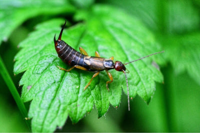 3 Reasons Why Earwigs Might Actually Be Good For Your Garden!