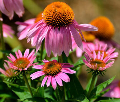 How to Grow Echinacea - The Perennial Favorite of Medicinal Herbs