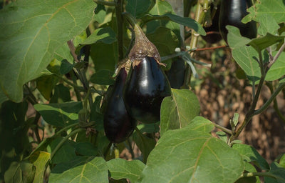 When and How to Grow Eggplant from Seed for a Perfect Harvest