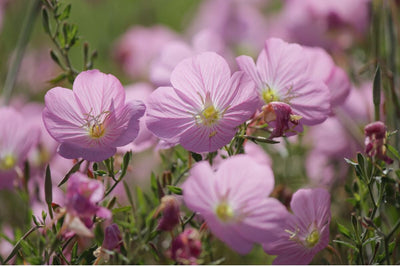 Showy Evening Primrose  Flowers:  Easy to Grow, Harvest, and Use