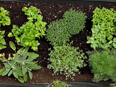 Our Favorite 9 Herbs to Plant in Fall