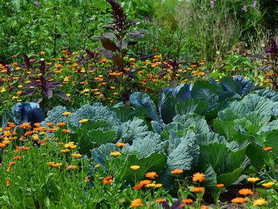 The 15 Best  Crops to Plant for a Fall Vegetable Garden