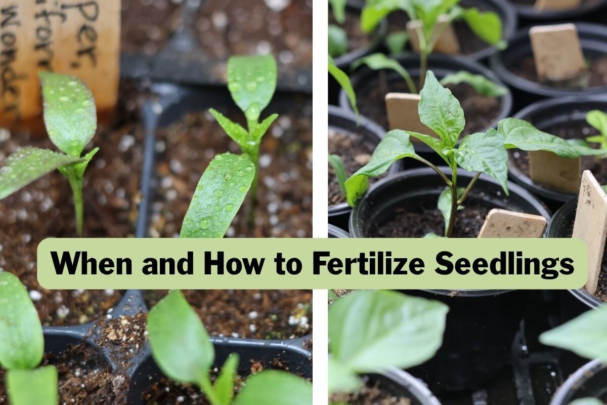 Fertilizing Indoor Seedlings: When and How For Best Results – Sow Right ...