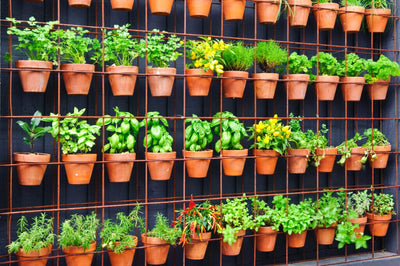 Want to Create More Space? Learn the Art of Vertical Gardening!