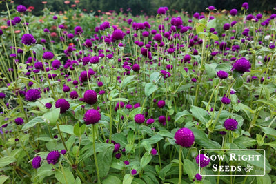 Grow Beautiful Gomphrena: Proven Tips for Germination to Harvest