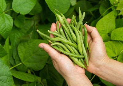 No Green Thumb Needed! How to grow green beans by the basketful