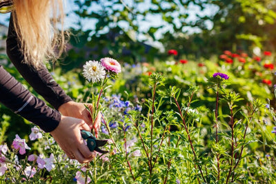 Grow Your Beautiful Dream! How to Start a Backyard Flower Farm