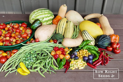 When to Harvest Summer Vegetables for the Best Flavor: Tips & Tricks