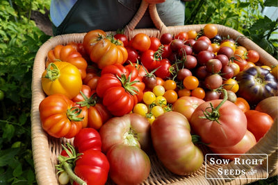 Vine Ripened vs Breaker Stage - When to Pick a Perfectly Ripe Tomato