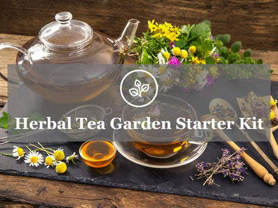 Grow Lavender and 4 More Most Popular Teas - Herbal Tea Heirloom Garden Kit