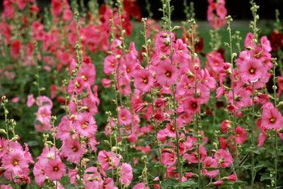 Hollyhocks from Seed: The Perfect Addition to Your Cottage Garden