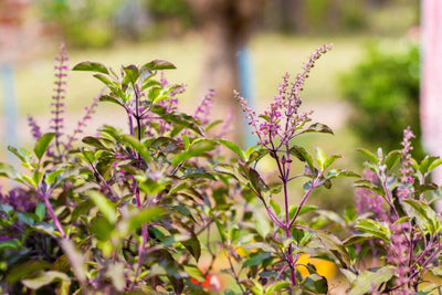 Tulsi, the Incomparable One: How to Grow and Care for Holy Basil Plants